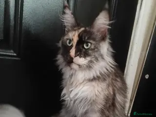 Maine Coon cats One gorgeous male mainecoon kitten left - Advert 17