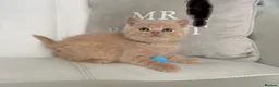 British Shorthair cats for sale: 🌸 BRITISH SHORTHAIR KITTENS 🌸 - Advert 7