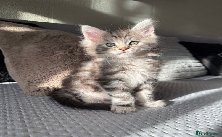 Maine Coon cats - Advert 7