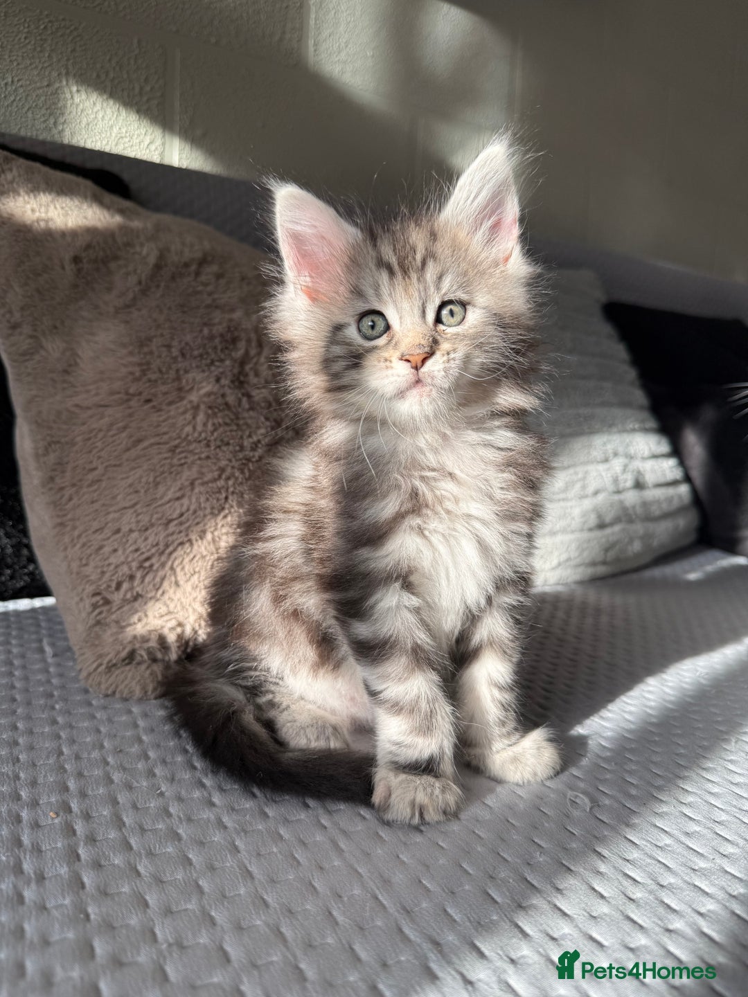 Maine Coon cats for sale: XL Russian Lines TICA registered Maine Coon Boy - Image 1