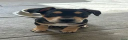 Mixed Breed dogs for sale: Male Black & Tan Jack Russell x Frenchie 9wks old in Peterborough - Advert 3