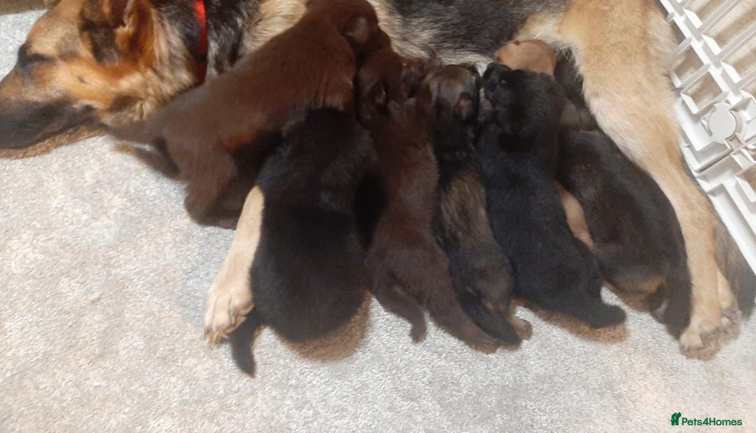 German Shepherd dogs for sale: German shepherd puppies  - Image 1