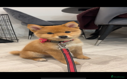 Mixed Breed dogs for sale: Beautiful 7 month old Pomshi hybrid  - Image 23
