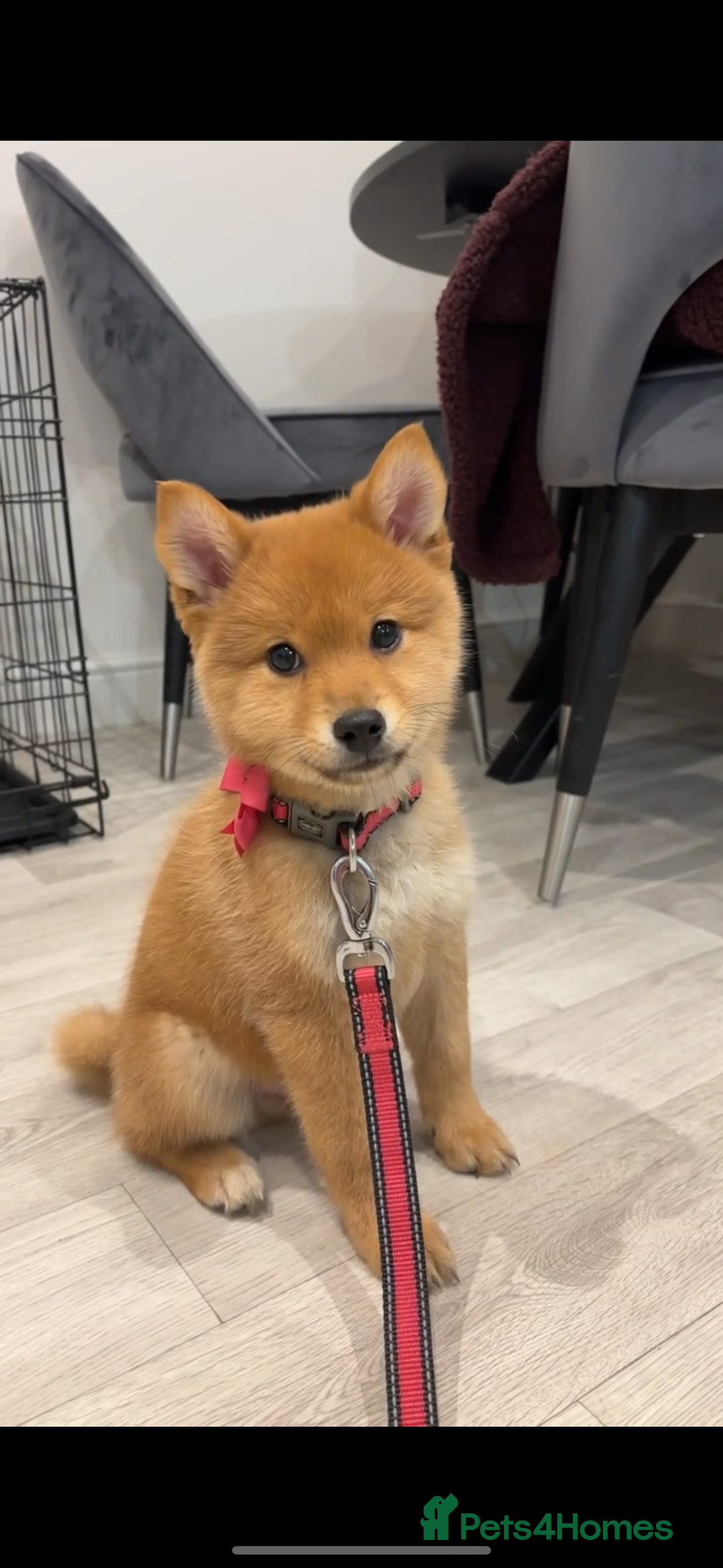 Mixed Breed dogs for sale: Beautiful 7 month old Pomshi hybrid  - Image 23