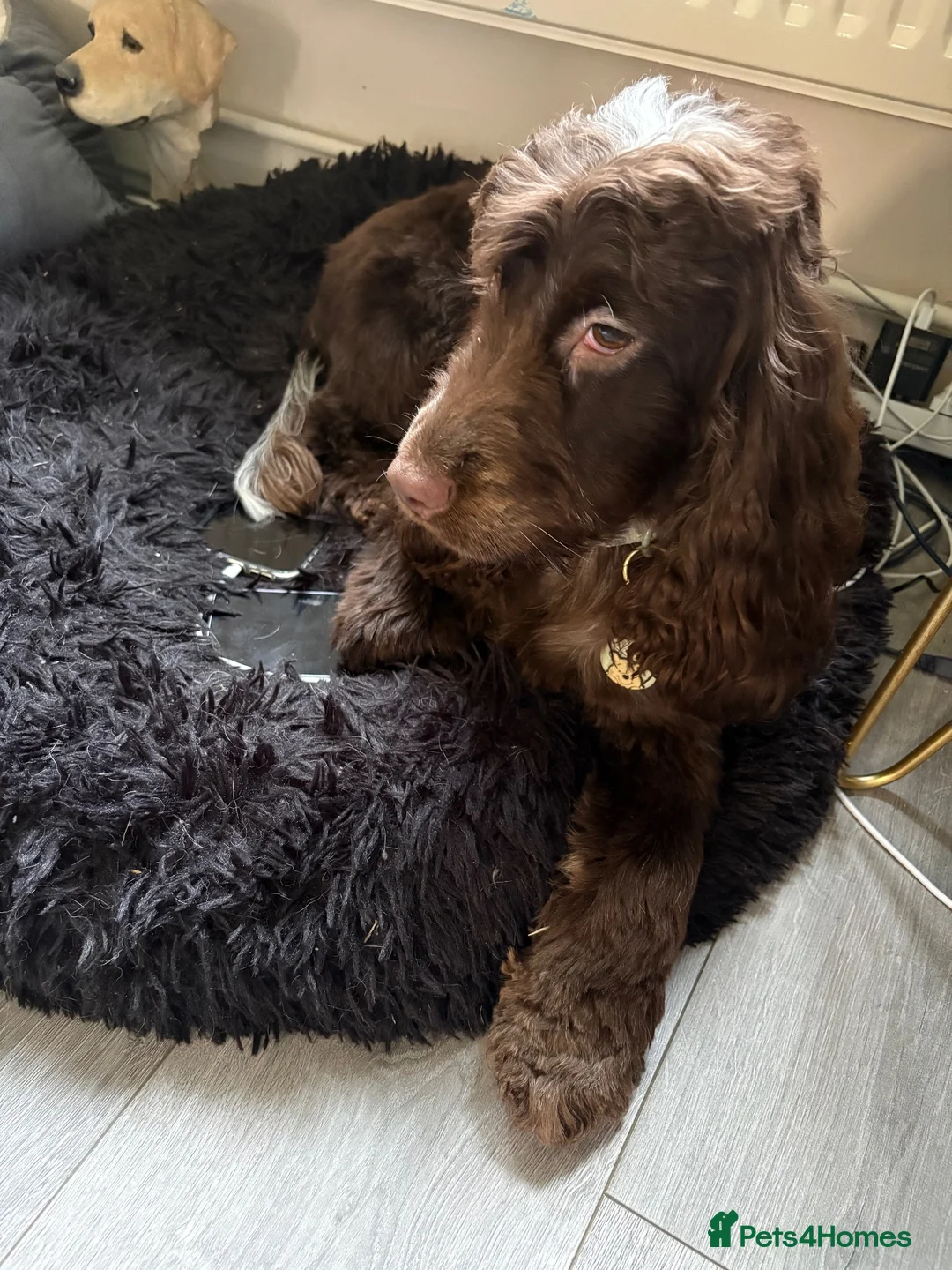 Cocker Spaniel dogs for sale: Spayed Cocker Spaniel  in Barnsley - Advert 2