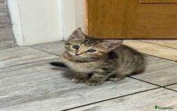 Domestic Shorthair cats for sale: Two Girl Kittens For Sale £100 o.n.o The Pair  - Image 5