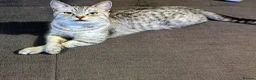 Mixed Breed cats for sale: Adorable Tabby Kitten Looking for a Loving Home 🐾 - Advert 8