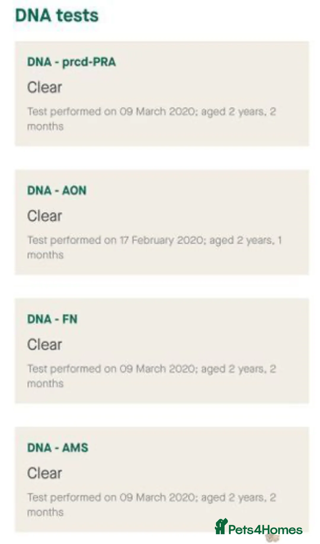 Cocker Spaniel dogs for stud: *Mungo* GOLDEN Show Cocker PEDIGREE BEST TESTED in Bradford-on-Avon - Advert 13