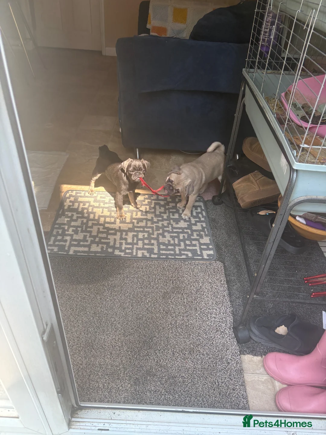 Pug dogs for sale: Pug boy  - Advert 2