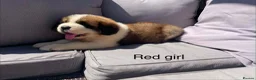 Saint Bernard dogs for sale: Saint Bernard‘s puppies - Advert 1