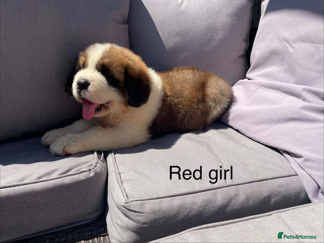 Saint Bernard dogs for sale: Saint Bernard‘s puppies - Advert 1