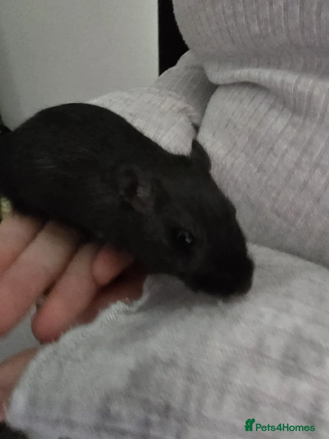 Gerbil rodents for sale: Free female gerbils - Advert 5