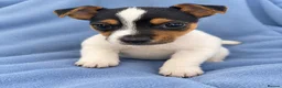Jack Russell dogs for sale: Jack russles  in Wimborne - Advert 2
