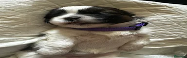 Shih Tzu baby girl purple💜