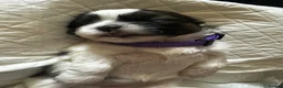 Shih Tzu dogs for sale: Beautiful shih tzu puppies 🥹🐾 - Advert 6