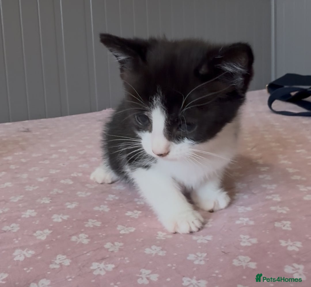American Shorthair cats for sale: Adorable kittens looking for a loving home - Image 2