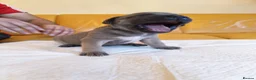 Mixed Breed dogs for sale: Cane Corso x Performance Mastiff   - Advert 24