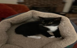 Mixed Breed cats for sale: Tuxedo Girl - Image 1