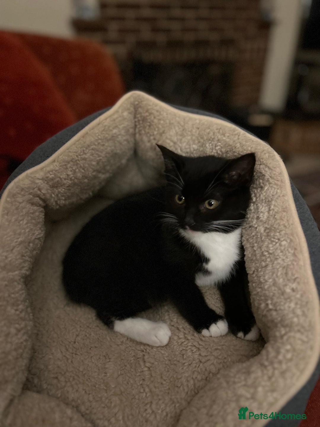 Mixed Breed cats for sale: Tuxedo Girl - Image 1