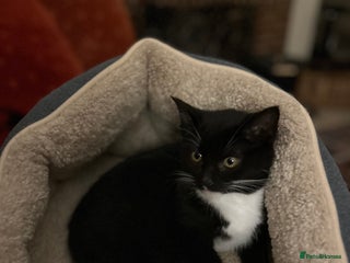 Mixed Breed cats - Advert 1