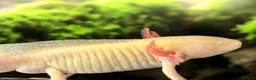 Axolotl reptiles for sale: Axolotl Eggs  - Advert 3