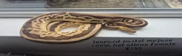 Mixed Breed invertebrates for sale: Reptile & bug collection for sale - Advert 9