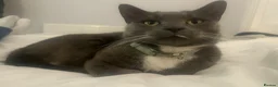Russian Blue cats for sale: Byron  in Birmingham - Advert 4