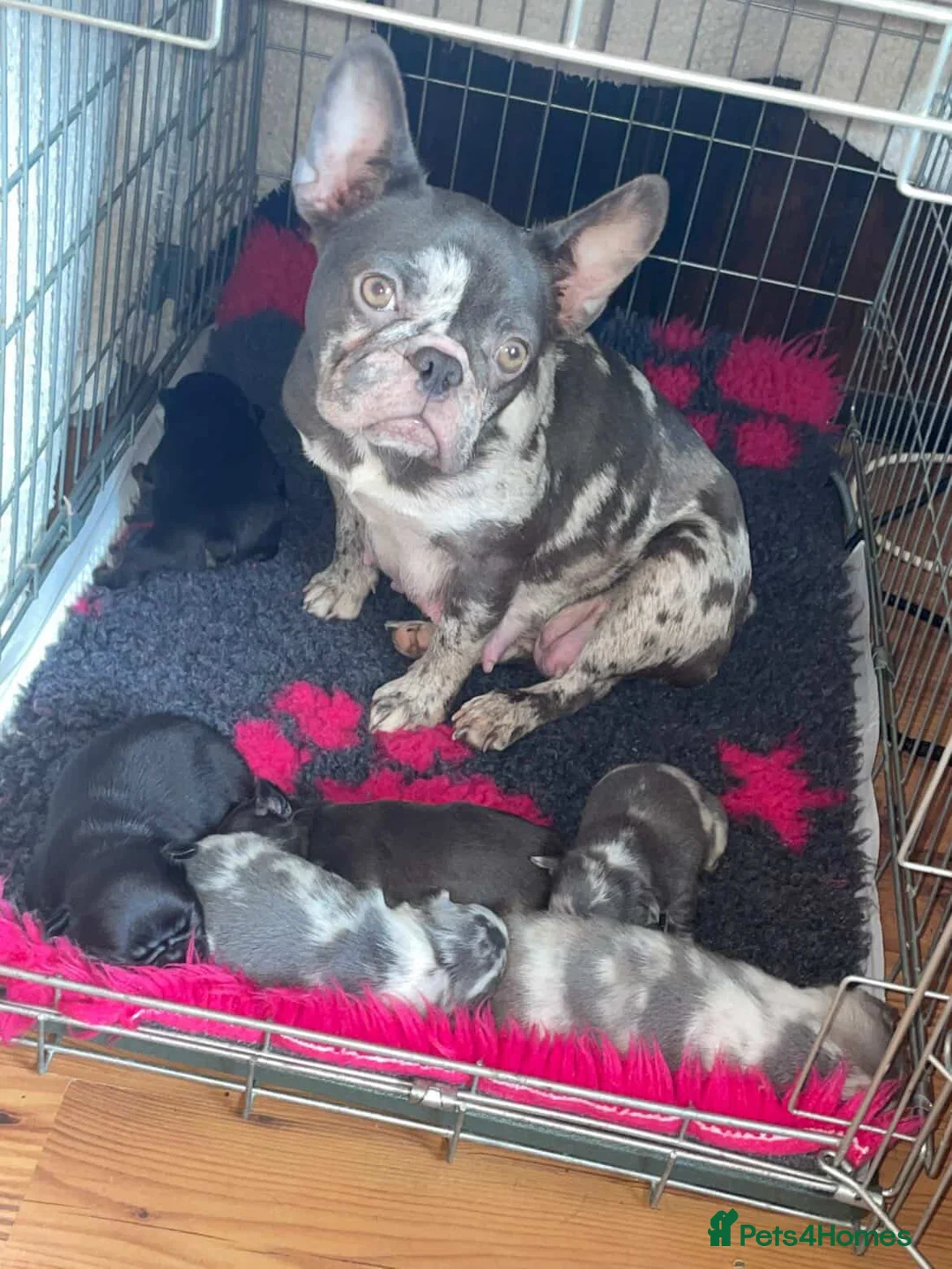 French Bulldog dogs for sale: French bulldogs  - Advert 1