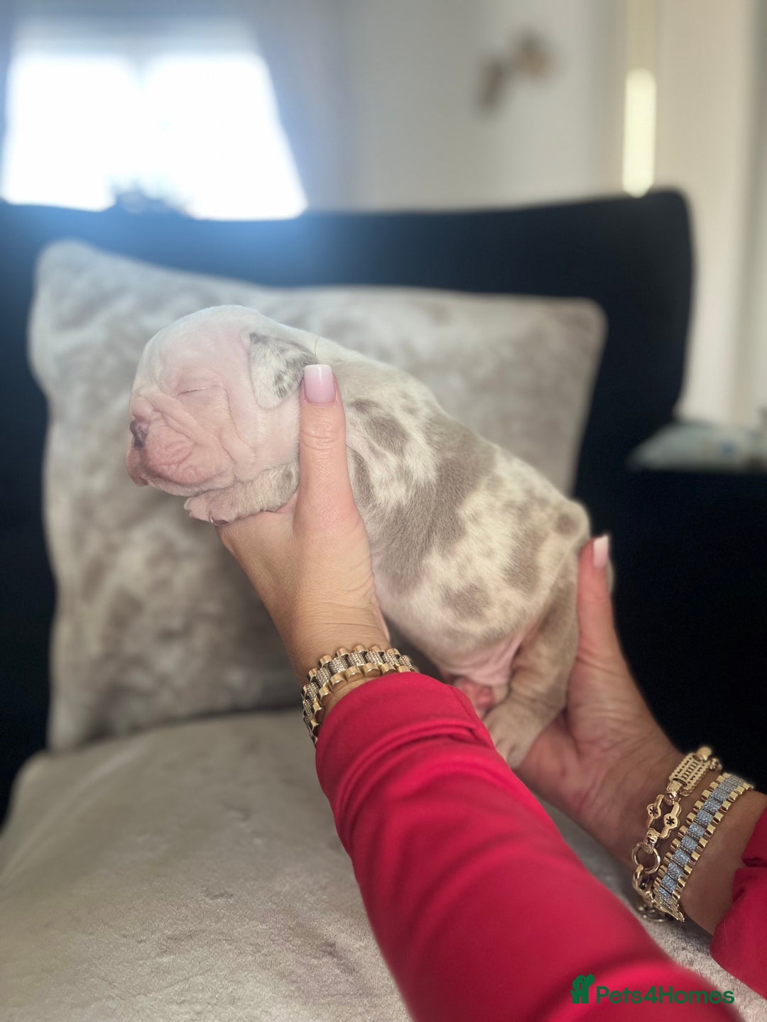 Old Tyme Bulldog dogs for sale: Rainbow litter of stunning old tyme bulldogs  - Image 5