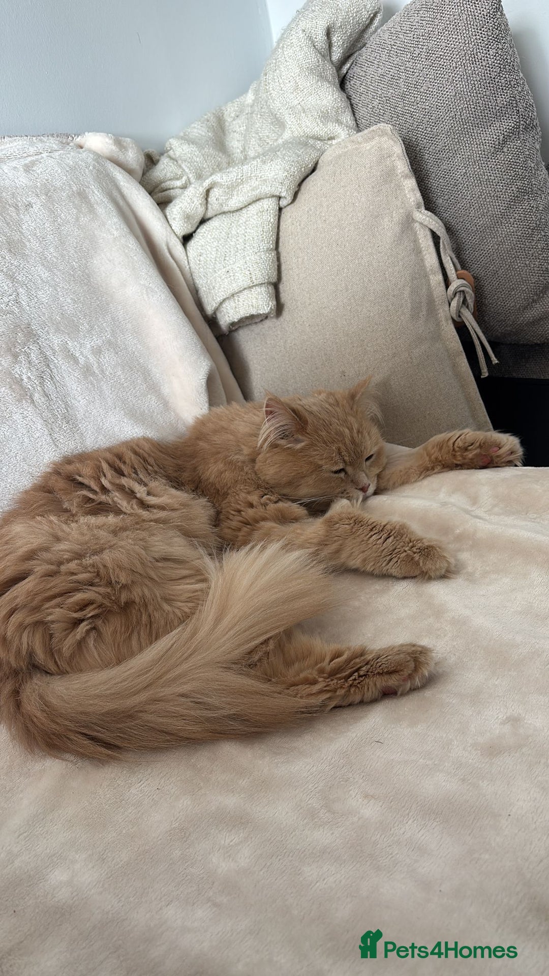 Mixed Breed cats for adoption: SIMBA BEAUTIFUL PERSIAN BOY MEDIUM ENERGY - Image 5