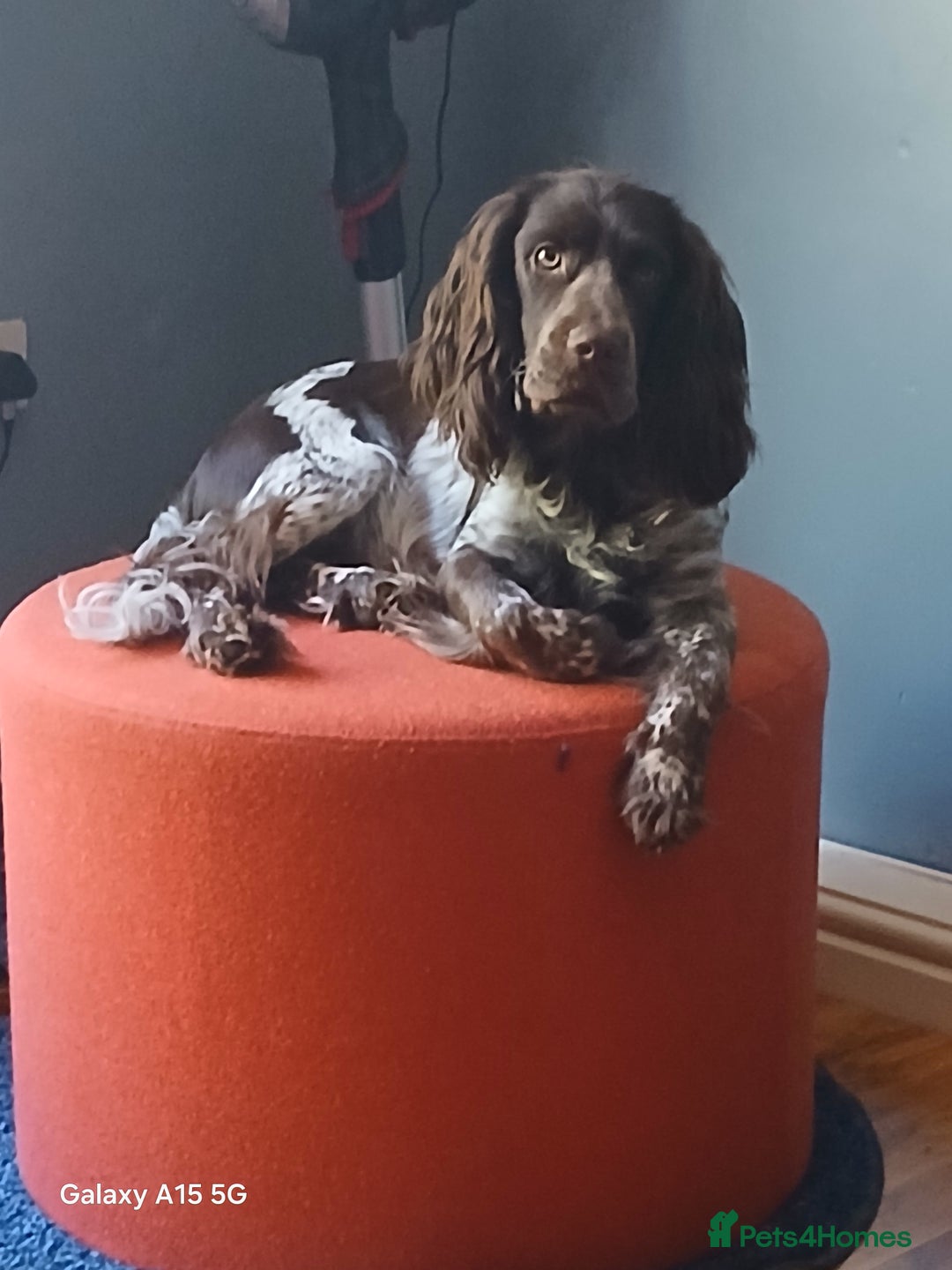 Cocker Spaniel dogs for sale: Gorgeous cocker spaniel pups for sale - Image 13