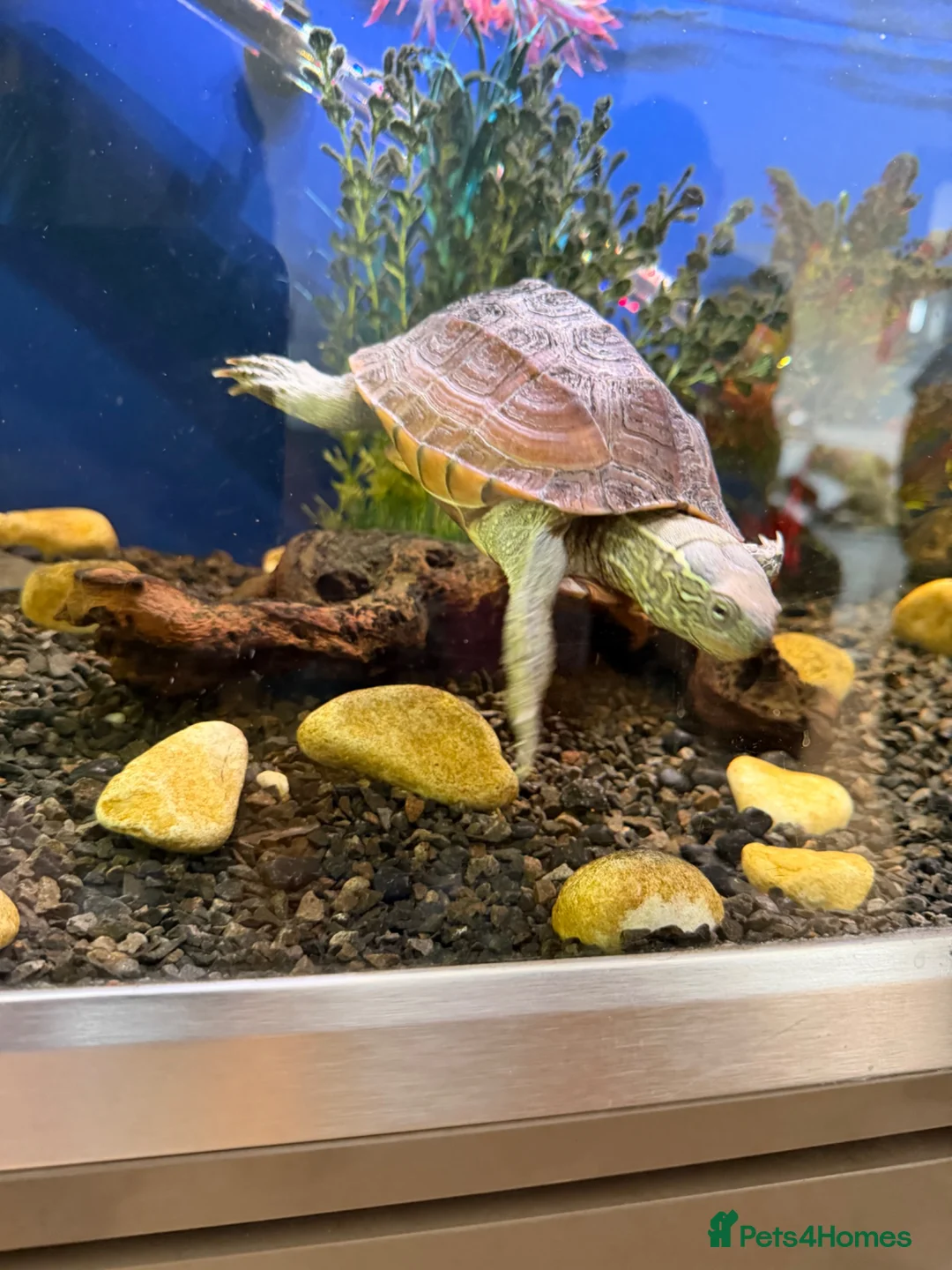 Turtle reptiles for sale: Reef Turtle  in North Walsham - Advert 4