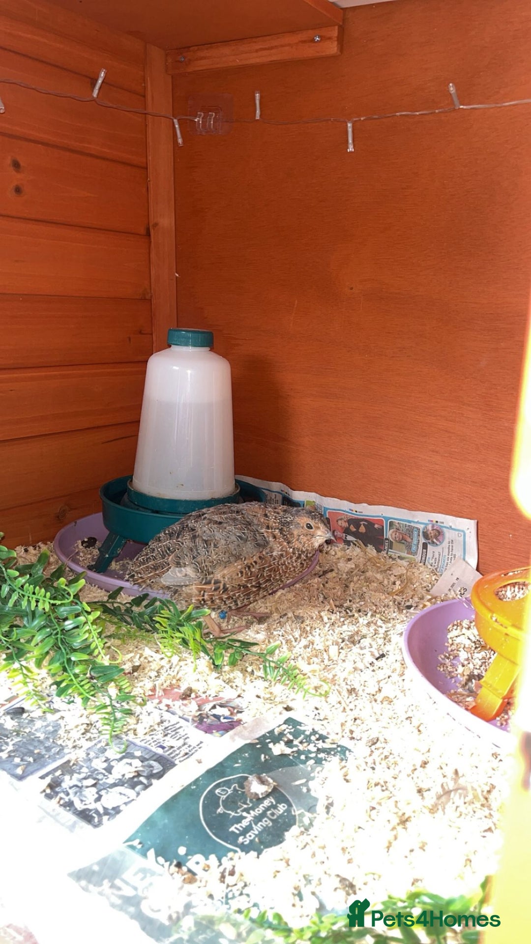 Quail poultry for sale: 1 male and 1 female corurnix quail - Image 8