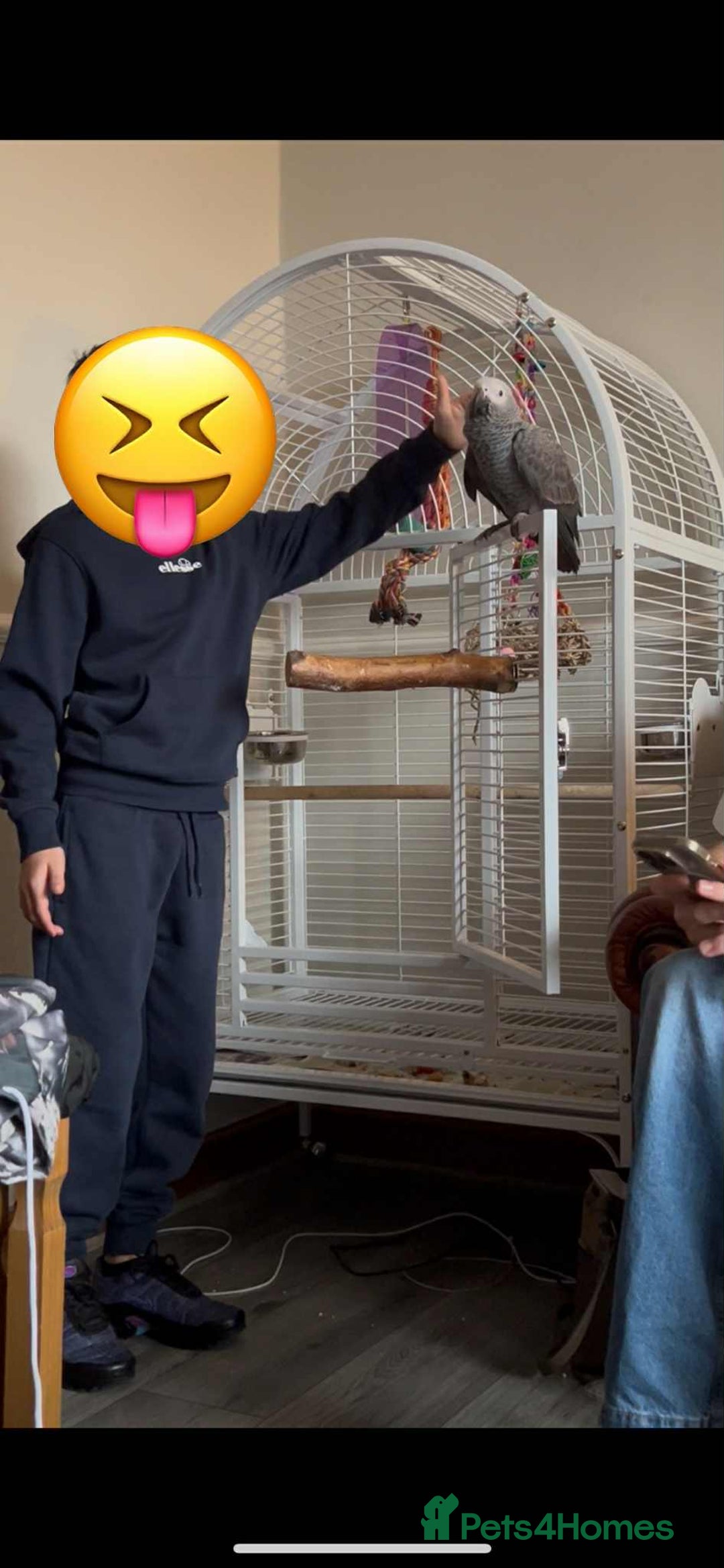 Parrots birds for sale: Red Factor African Grey 11 Months Old  - Image 3