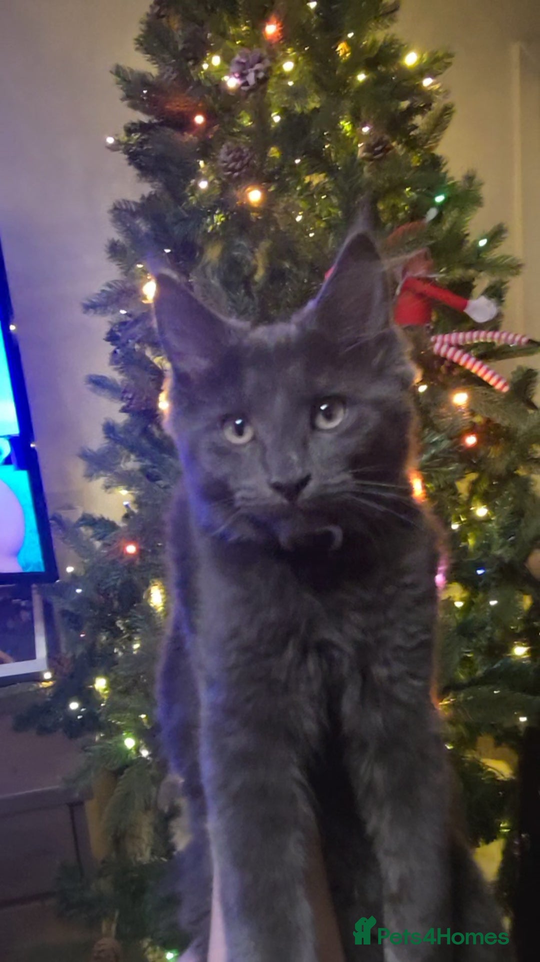 Maine Coon cats for sale: 5 beautiful maine coon ready to go - Advert 17