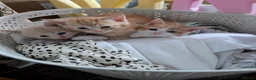 British Shorthair cats for sale: Three adorable perfect kittens  - Advert 3