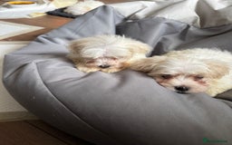 Maltese dogs for sale: Beautiful Maltese puppies ready to go. - Image 3