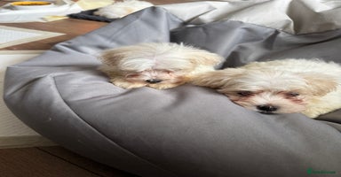 Maltese dogs - Advert 7