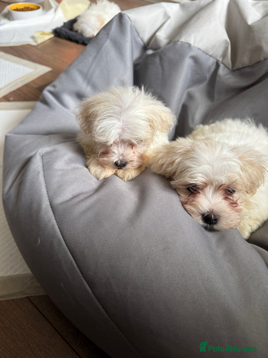 Maltese dogs for sale: Beautiful Maltese puppies ready to go. - Image 3
