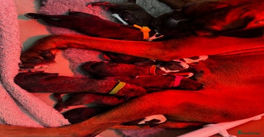 Boxer dogs Beautiful Brindle Boxer Puppies  - Advert 8