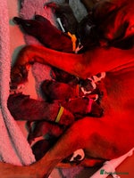 Boxer dogs Beautiful Brindle Boxer Puppies - Advert 2
