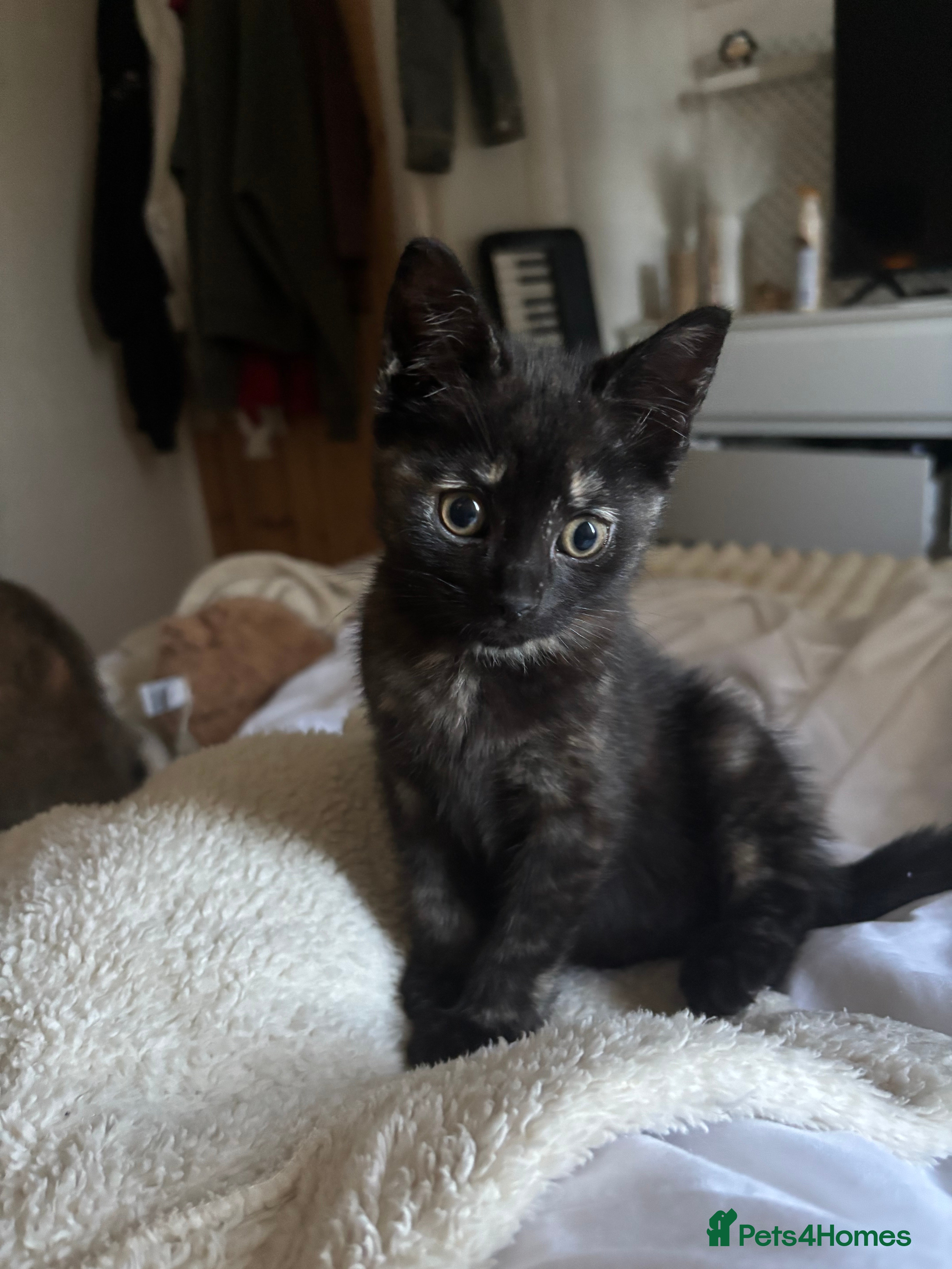 Mixed Breed cats Tortoiseshell mixed breed kitten  - Advert 2