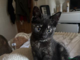 Mixed Breed cats Tortoiseshell mixed breed kitten - Advert 9