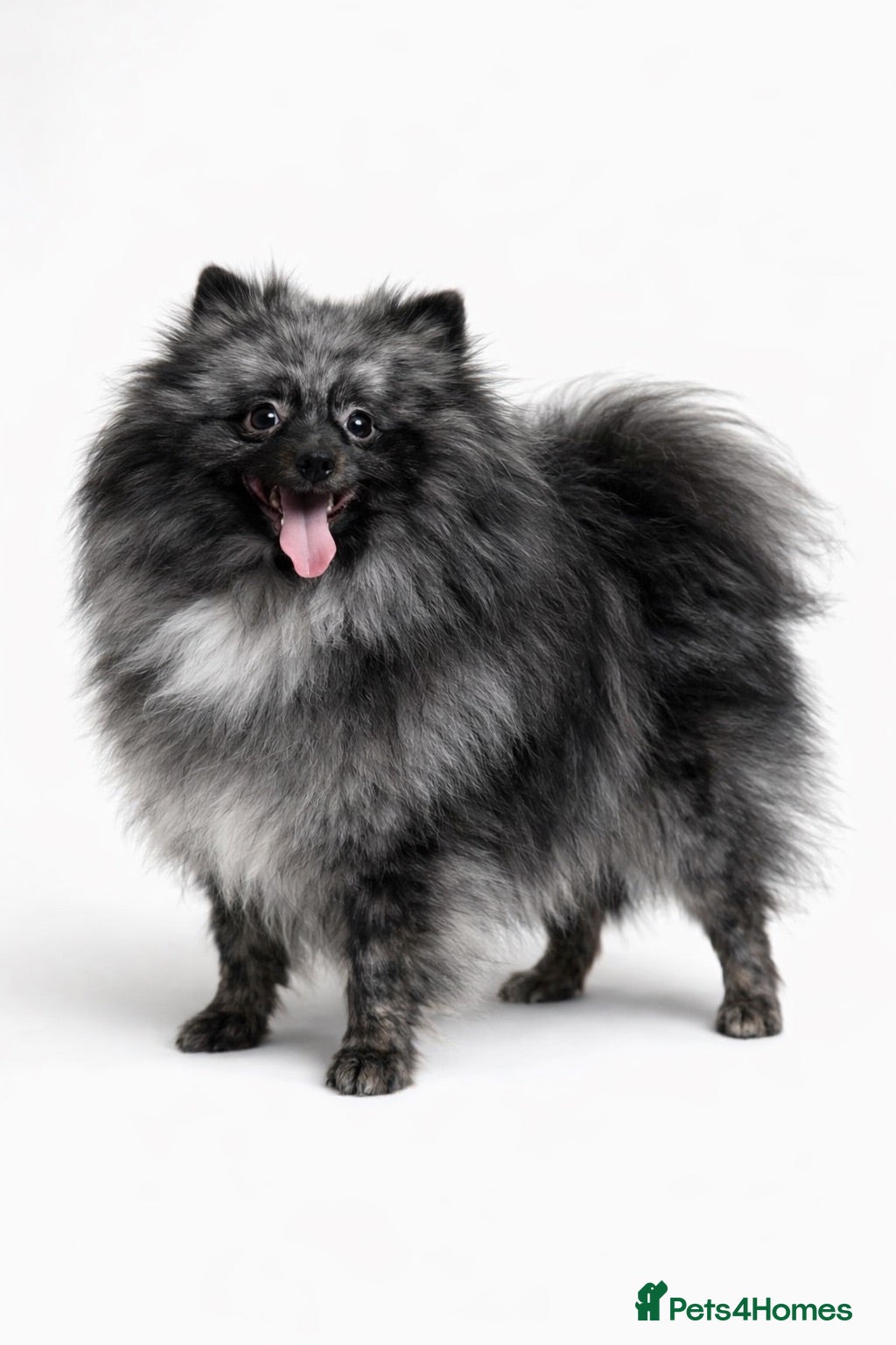 Pomeranian dogs Sansao Blue Merle Pom Looking for forever home.  - Advert 3
