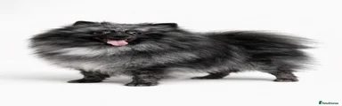 Pomeranian 1