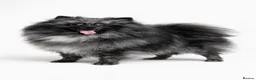 Pomeranian dogs for sale: Sansao Blue Merle Pom Looking for forever home.  - Advert 1