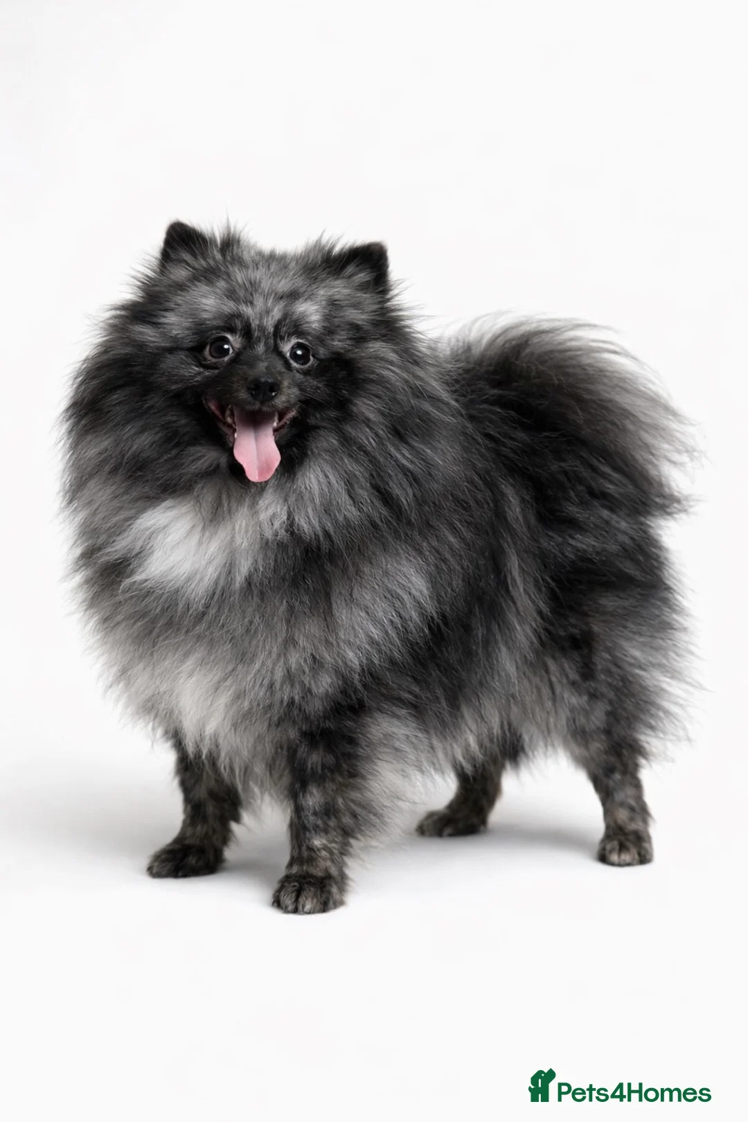 Pomeranian dogs for sale: Sansao Blue Merle Pom Looking for forever home.  - Advert 1