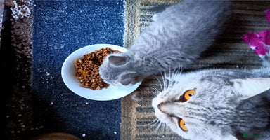 British Shorthair cats - Advert 14