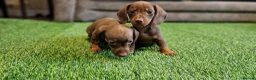 Miniature Dachshund dogs for sale: MINIATURE DACHSHUNDS PUPPIES  - Advert 3