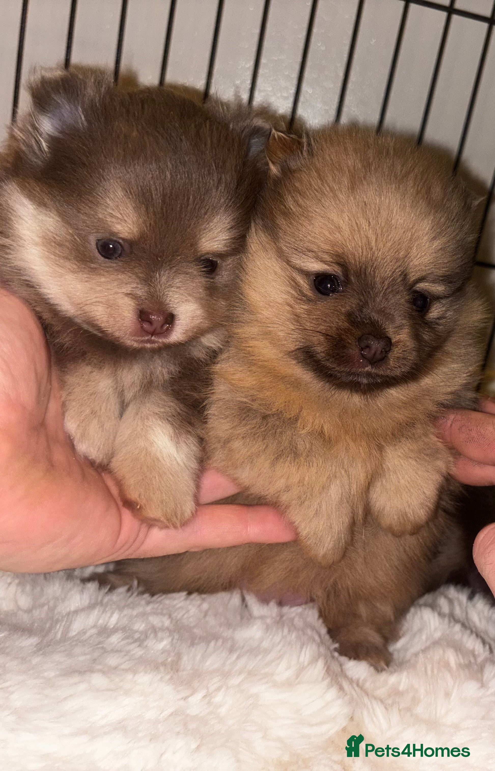 Pomeranian dogs Stunning Blue and Lilac KC Pomeranian  - Advert 6